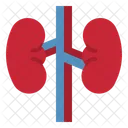 Kidney  Icon