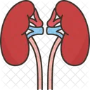 Kidney  Icon