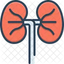 Kidneys Urology Anatomy Icon