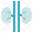 Organ Anatomy Kidneys Ureters Icône