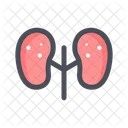 Kidneys Urology Anatomy Icon