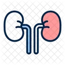 Kidneys Human Organ Icon