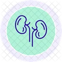 Kidneys Line Icon Icon