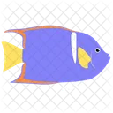 King Angelfish Sea Creature Animal Icon