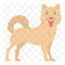 Kintamani Dog Puppy Icon