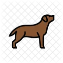 Labrador Retriever Pet Icon