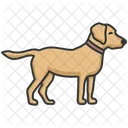 Labrador  Icon