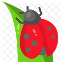 Ladybug  Icon