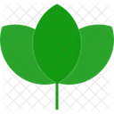 Leaf Plant Nature Icon