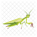 Leaf Mantis  Icon