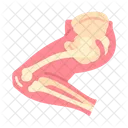 Leg Anatomy Bones Icon