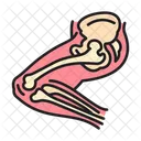 Leg Anatomy Bones Icon