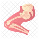 Leg  Icon