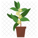 Indoor Plant Ornamental Plant Houseplant Decoration Icon