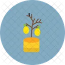 Lemon Tree Lemon Tree Icono