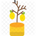 Limonero Limonero Arbol Icono