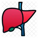 Liver  Icon