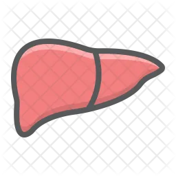 Liver  Icon