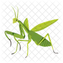 Praying Mantis Icons Cute Mantis Mantodea Icon