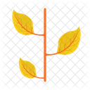 Maple Nature Leaf Icon