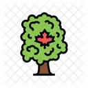 Maple Tree  Icon