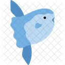 Mola Mola Aquatic Animal Symbol