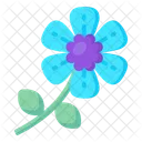 Myosotis Latifolia  Icon