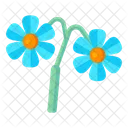 Myosotis Latifolia  Icon