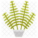 Nephrolepis Sword Ferns Fern Icon