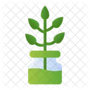 Norfolk Island Pine Symbol