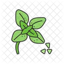 Oregano  Icon