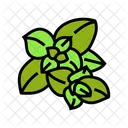 Oregano Food Herb Icon