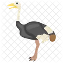 Ostrich Flightless Bird Giant Icon