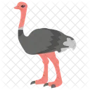 Ostrich Beak Animal Bird Icon