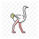 Ostrich Animal Wildlife Icon