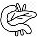 Pancreas Digestive System Internal Icône