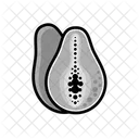 Papaya  Icon