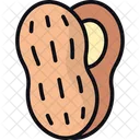 Peanut Nutshell Nut Icon