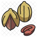 Pecan Food Nut Icon