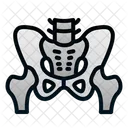 Pelvis  Icon