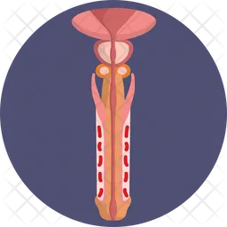 Penis  Icon