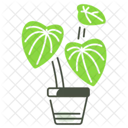 Peperomia  Icon