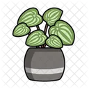 Peperomia Nature Plant Icon