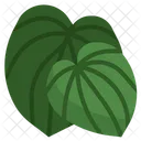 Peperromia Plant Botanic Icon