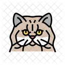 Persian Cat  Icon