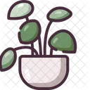 Pilea  Icon