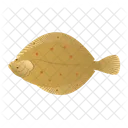 Plaice Fish  Icon