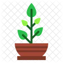 Plant  Icon