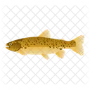 Rainbow Trout  Icon