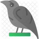 Raven Crow Bird Icon